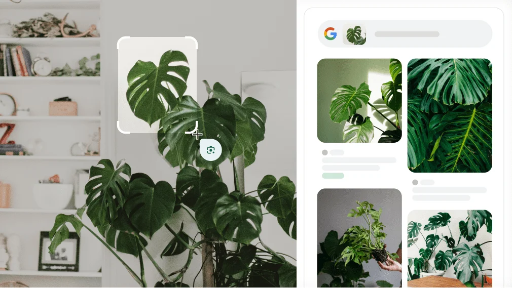 O Google Lens é usado para identificar uma planta Monstera.